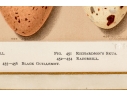 Set Of Six English Color Prints Of Bird Eggs