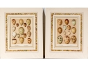 Set Of Six English Color Prints Of Bird Eggs