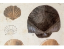 Set Of Four Decorative Color Prints Of A Variety Of Colorful Shells