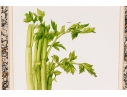 Set Of Fifteen Decorative Vegetable And Fruit Prints, 20th C. 