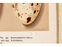 Set Of Six English Color Prints Of Bird Eggs