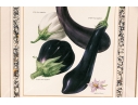Set Of Fifteen Decorative Vegetable And Fruit Prints, 20th C. 