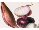 Set Of Fifteen Decorative Vegetable And Fruit Prints, 20th C. 