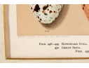 Set Of Six English Color Prints Of Bird Eggs
