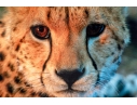 Photographic Print, Cheetah Bust Close Up
