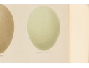 Pair Of Vintage Prints With Eggs, 20th C. 