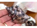Collection Of Shells, Including Silver Dipped Shells