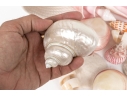 Basket Of Good Sized Polished Specimen Sea Shells 