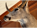 Taxidermied Bust Of A Deer With Antlers