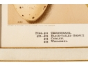 Set Of Six English Color Prints Of Bird Eggs