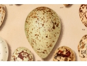 Set Of Six English Color Prints Of Bird Eggs