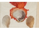 Set Of Four Decorative Color Prints Of A Variety Of Colorful Shells