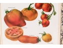 Set Of Fifteen Decorative Vegetable And Fruit Prints, 20th C. 