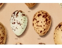Set Of Six English Color Prints Of Bird Eggs