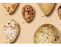 Set Of Six English Color Prints Of Bird Eggs