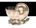 Antique English Victorian Nautilus Spoon Warmer