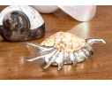 Collection Of Shells, Including Silver Dipped Shells