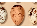 Set Of Six English Color Prints Of Bird Eggs