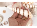 Basket Of Good Sized Polished Specimen Sea Shells 