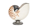 Nautilus Shell Specmin With Pewter Footed Base