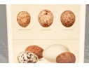 Set Of Five 19th C. English Hand-colored Lithographs, Eggs