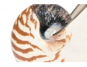 Nautilus Shell Specmin With Pewter Footed Base