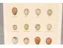 Set Of Five 19th C. English Hand-colored Lithographs, Eggs