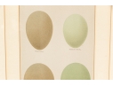 Pair Of Vintage Prints With Eggs, 20th C. 