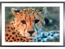 Photographic Print, Cheetah Bust Close Up