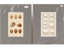 Set Of Five 19th C. English Hand-colored Lithographs, Eggs
