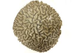 Black Rock Galleries Black Rock Galleries